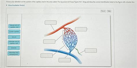 Solved Focus Your Attention On The Section Of The Capillary Chegg