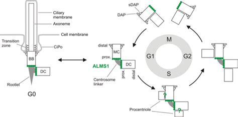 Primary cilia and the centrosome cycle. In G1 phase of the cell cycle ...