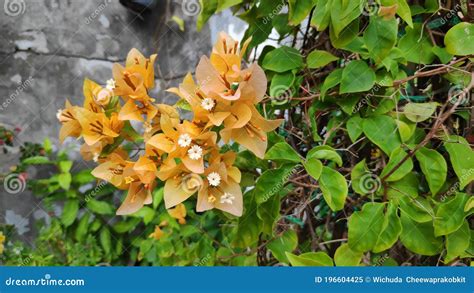 THIS IS THE PHOTO OF BOUGAINVILLEA SPECTABILIS, ALSO KNOWN AS GREAT BOUGAINVILLEA Royalty-Free ...