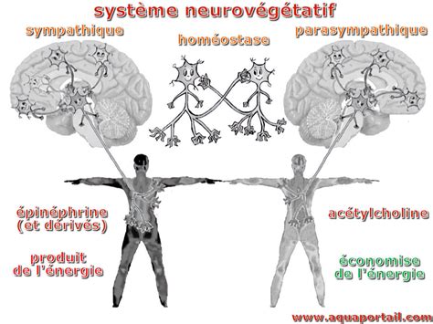 Neurov G Tatif D Finition Et Explications