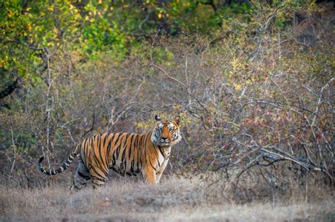 Young Bengal Tiger In Natural Habitat. The Bengal (Indian) Tiger ...