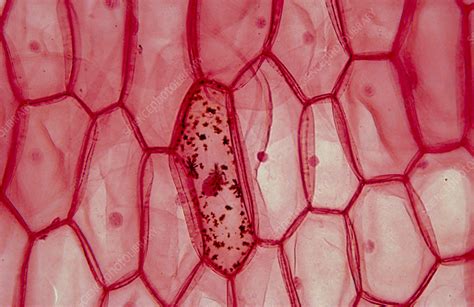 Onion Skin Showing Cell During Mitosis Stock Image B215 0032