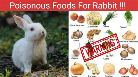 Poisonous Food For Bunnies Youtube