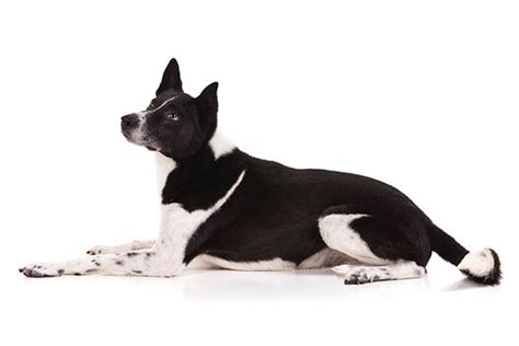 Canaan Dog Dog Breed Information