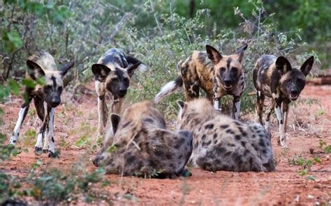 The Ultimate Showdown: African Wild Dog vs Hyena