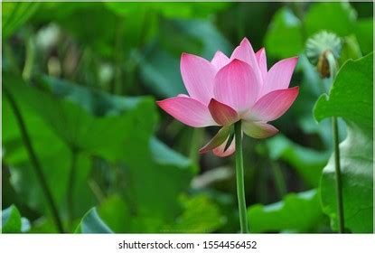 Indian National Flower Lotus Flower Blowing Stock Photo