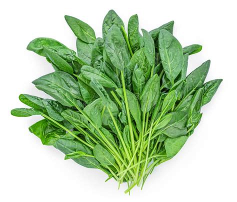 Bundle Of Fresh Spinach Isolated On White Background Spinach Leaf