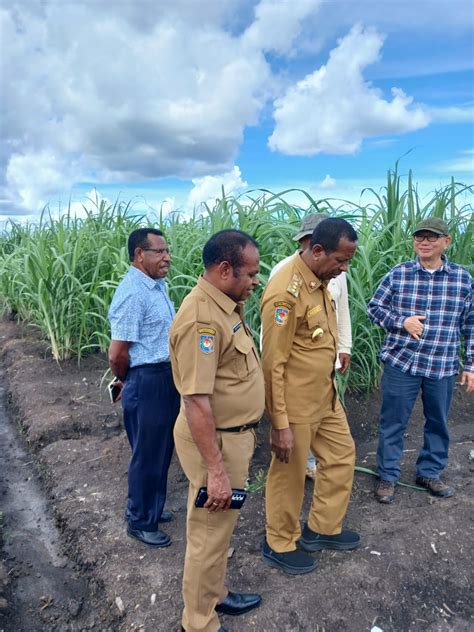 Pj Gubernur Papua Selatan Tinjau Lokasi Pembangunan Perkebunan Tebu Di