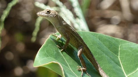 Gecko Lizard Close-Up - Free photo on Pixabay - Pixabay