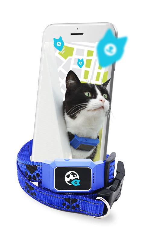 GPS-ошейник для кошек Petsee купить на официальном сайте, цена, отзывы ...