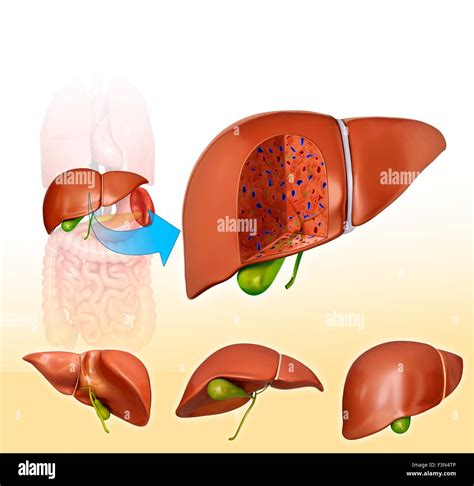 Human Liver Cross Section Hi Res Stock Photography And Images Alamy