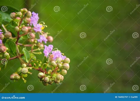 Chinese Redbud Flowers Closeup Stock Image Image Of Ornamental