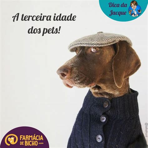 Cuidados C Es E Gatos Idosos A Terceira Idade Dos Pets Blog Da