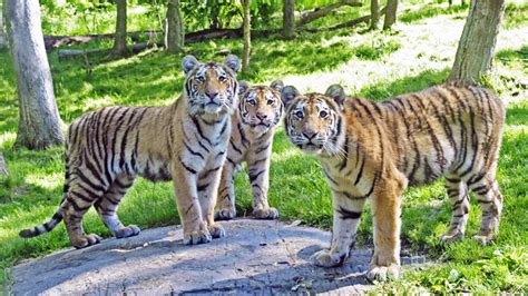 Bronx Zoo Tiger Cubs Turn 1 – NBC New York