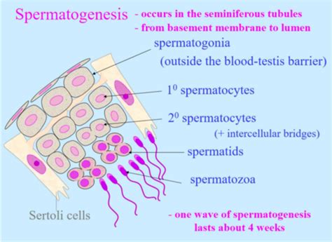 MDS1013 Oogenesis And Gametogenesis And Fertilization Flashcards Quizlet