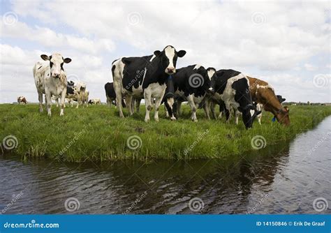 Dutch Cows Stock Photo Image Of Brown Cattle Farming