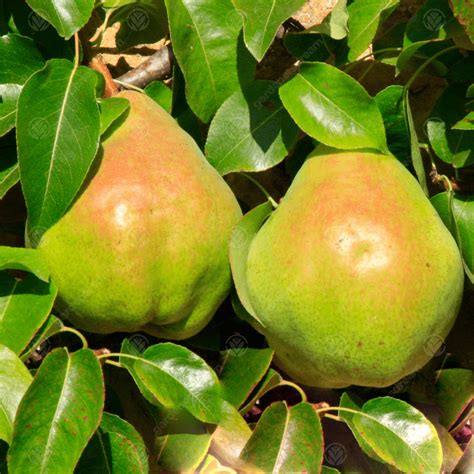 Pyrus Communis Williams Bon Chretien Eating Pear Tree Fruit Tree