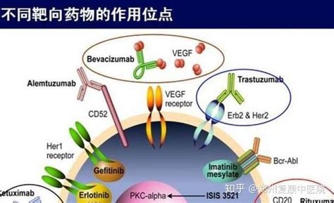 治疗癌症的方法有哪些？ 知乎