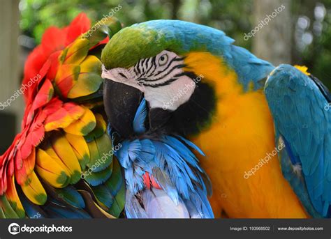 Colorful Plumage Macaw Amazon Rainforest — Stock Photo © marktucan ...