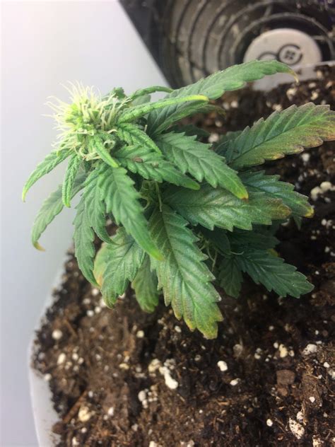 Msnl Bubblegum Grow Diary Journal Week By Firsttimegrower Growdiaries