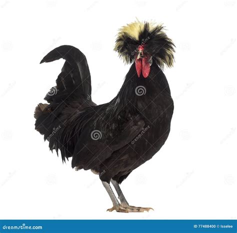 Laughing Rooster Stock Photos - Free & Royalty-Free Stock Photos from ...