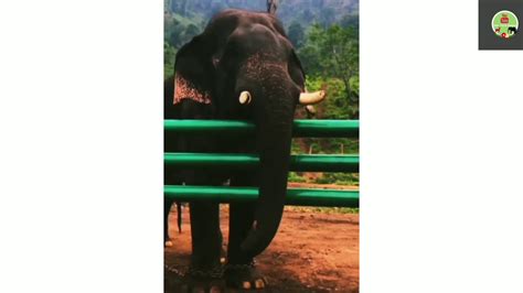 Chinna Thambi Elephant Topslip Annamalai Tiger Reserve Pollachi