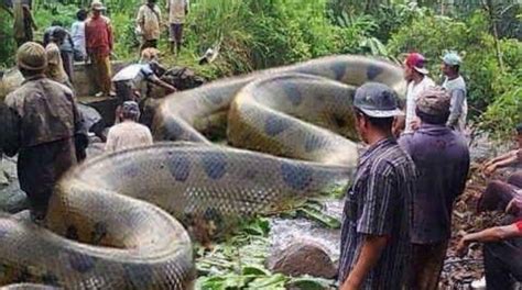 A Giant Anaconda captured in Brazil