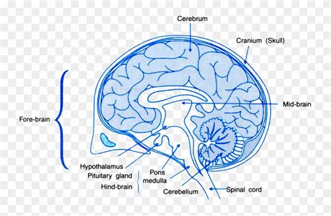 Draw A Labelled Diagram Of A Section Of Human Brain Human Brain Class 10 Hd Png Download