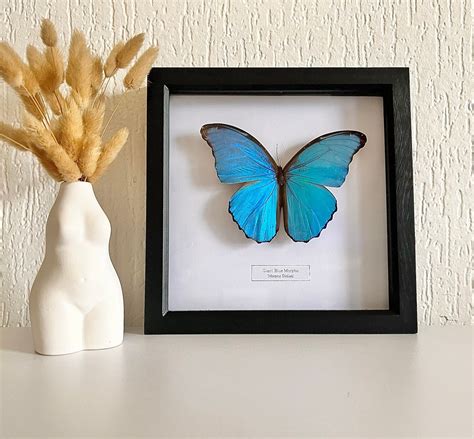 Framed Giant Blue Morpho Butterfly Taxidermy Butterfly Real Blue