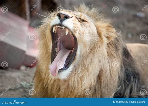 Big Yawn From A Majestic Male African Lion King Of The Jungle Stock