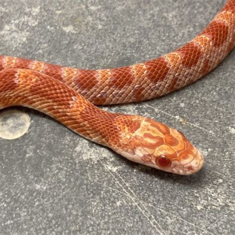 Cb Sunkissed Amel Corn Snake Peregrine