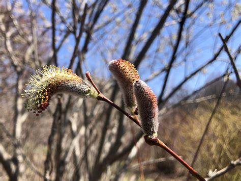 Wisconsin Wildflower Pussy Willows Bigcatkin Giant Pussy Willow