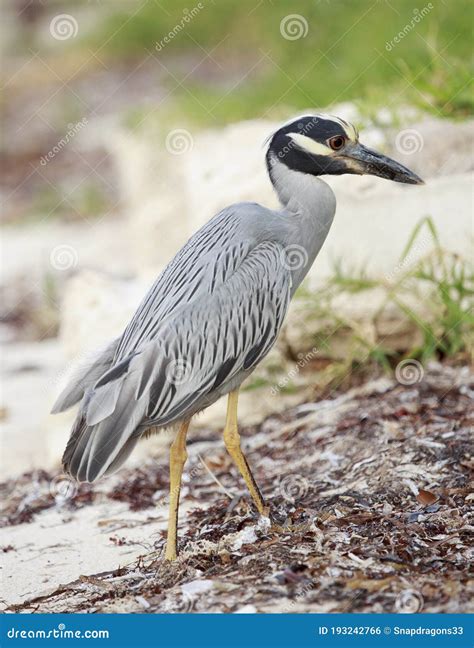 Yellow Crowned Night Heron 1 Stock Photo - Image of grass, gray: 193242766