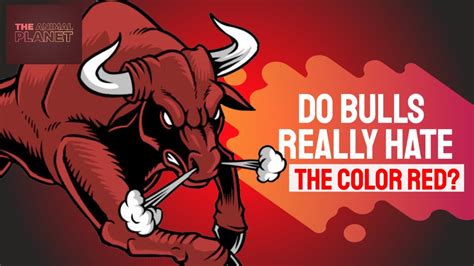 Why Do Bulls Hate The Color Red Do They Really See The Red Flag Color