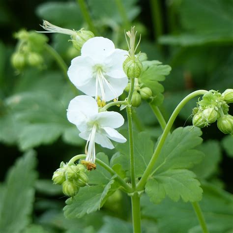 Geranim Vivace Macrorrhizum White Ness Couvre Sol à Fleurs Blanches