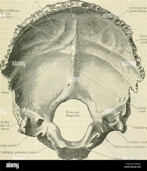 Cunningham de libro de texto de anatomía Anatomía El hueso