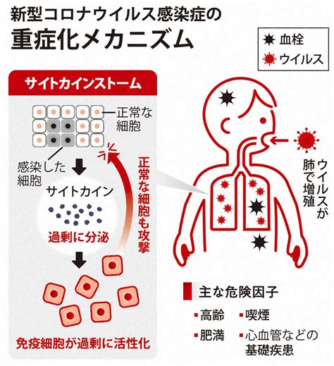 図解でわかる！新型コロナ 2020 22 写真特集1847 毎日新聞