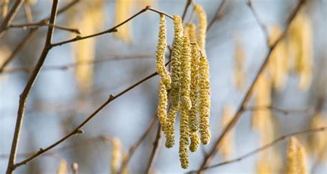 Pruning Hazelnut