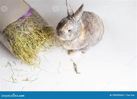 Funny Bunny Rabbit Eating Hay Food Close Up Stock Photo - Image of ...