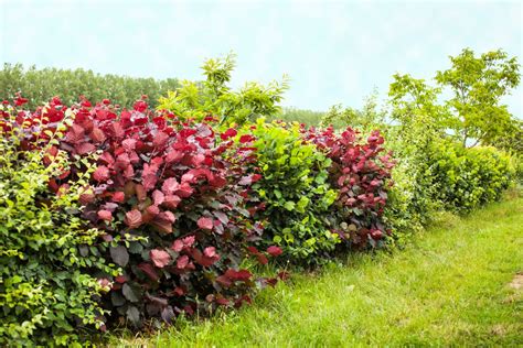 Haie Basse Fleurie Toute L Annee Agencement De Jardin Aux Meilleurs Prix