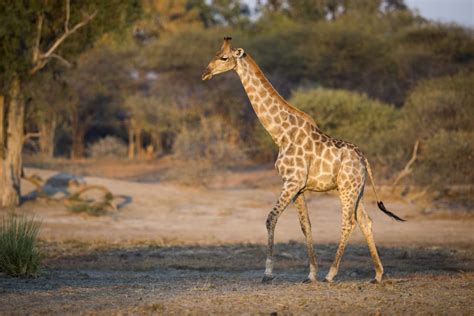 Giraffa Wwf Panda Club