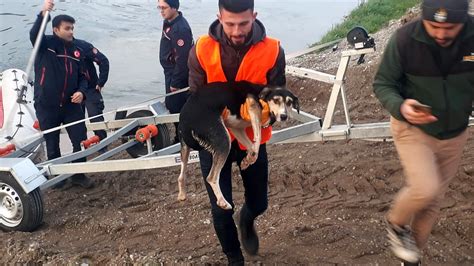 Kızılırmak ta mahsur kalan sevimli köpek böyle kurtarıldı SacitAslan