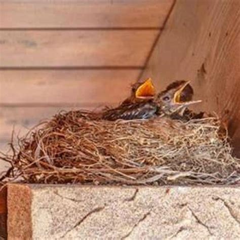 How Do I Get Rid Of Birds Nesting On My Porch Diy Seattle