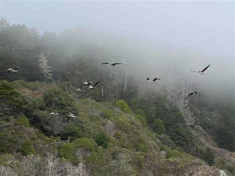 Navarro River Redwoods State Park Parks Guidance