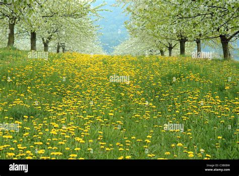 Orchard Bloom Hi Res Stock Photography And Images Alamy