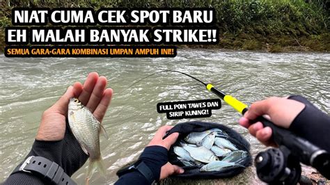 Full Poin Tawes Dan Sirip Kuning Di Spot Baru Mancing Wader Dan