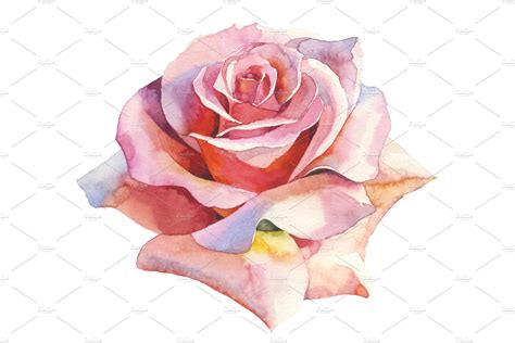 Pink Roses Realistic Png Watercolor Decorative Illustrations