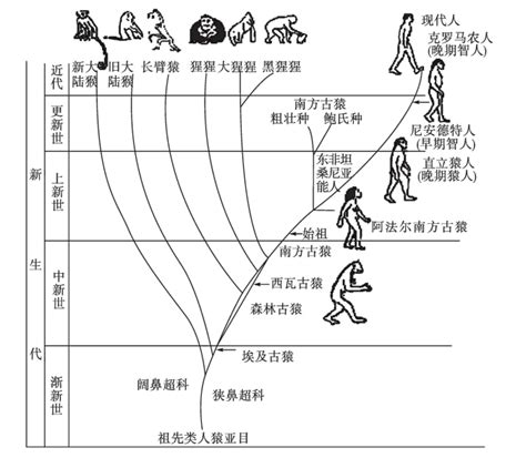 人类起源与进化的主要阶段 挂云帆