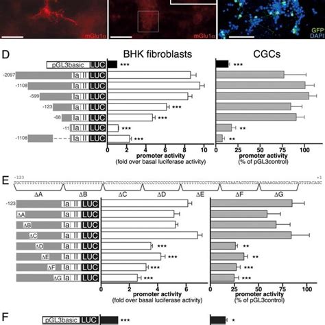 Constructs used in luciferase reporter gene assays | Download Table 