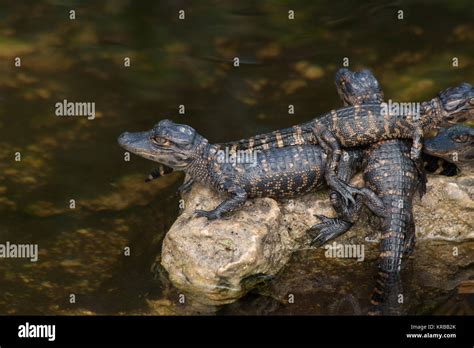 Beb Caimanes Parque Nacional De Los Everglades Florida Fotograf A De